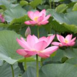 【レポート】水元公園のハスが見頃に　希少なオニバスや朝だけ咲くアサザにも会える夏の絶景