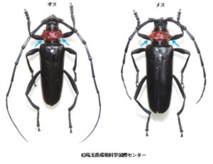 【八潮市】クビアカツヤカミキリ10匹で奨励品を進呈　桜を守る市民参加の駆除活動がスタート