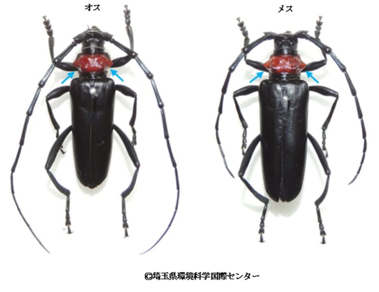 【八潮市】クビアカツヤカミキリ10匹で奨励品を進呈 桜を守る市民参加の駆除活動がスタート