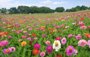 夏の八潮に花の寄り道　中川やしおフラワーパークで百日草の摘み取り解禁