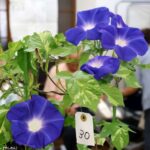 八潮・大原地区で46回目の「朝顔コンクール」　花がつなぐ地域の笑顔
