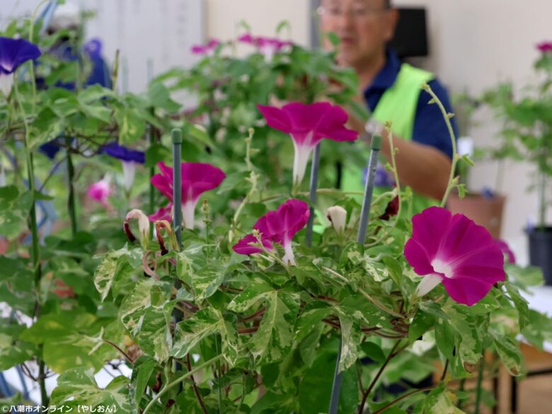 八潮・大原地区で46回目の「朝顔コンクール」 花がつなぐ地域の笑顔