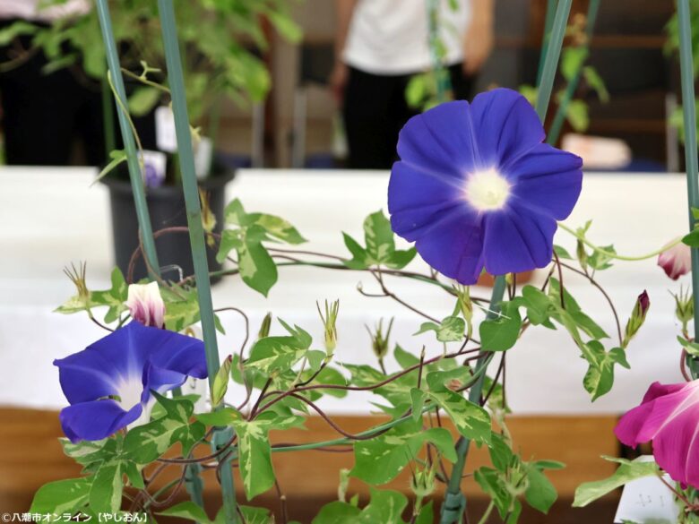 八潮・大原地区で46回目の「朝顔コンクール」 花がつなぐ地域の笑顔