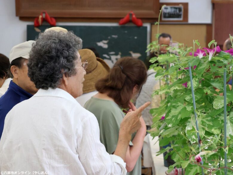 八潮・大原地区で46回目の「朝顔コンクール」 花がつなぐ地域の笑顔