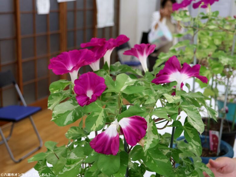 八潮・大原地区で46回目の「朝顔コンクール」 花がつなぐ地域の笑顔