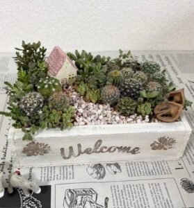 八潮でミニサボテンの箱庭づくり　木箱ペイントから寄せ植えまで2日間