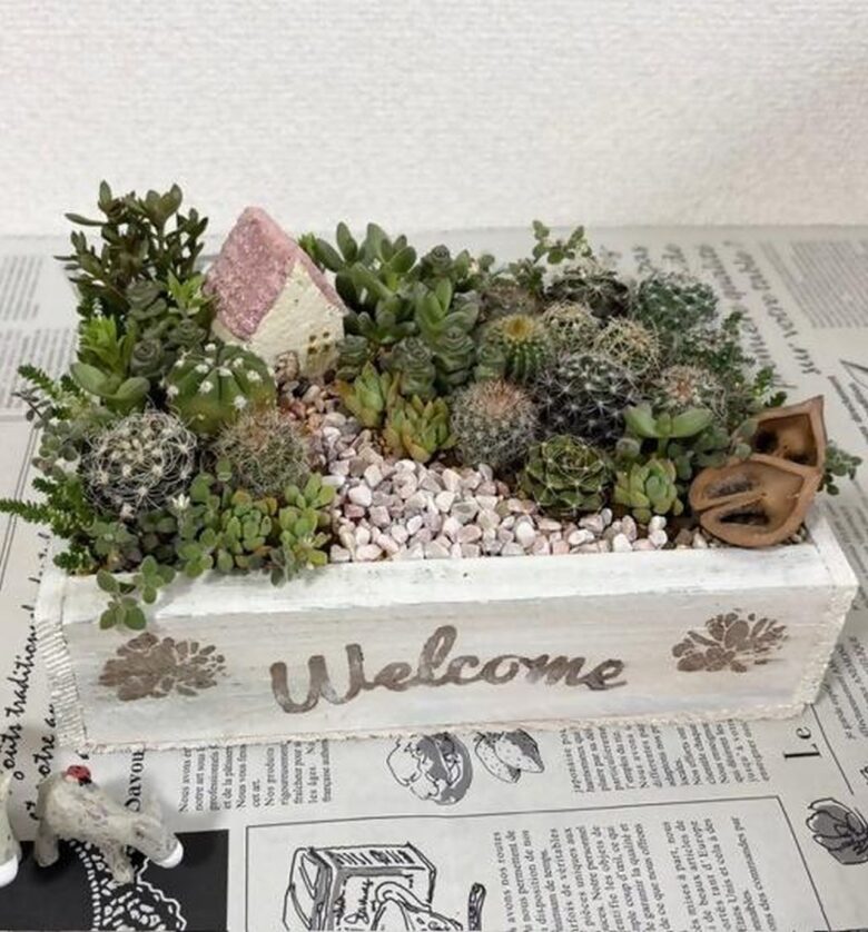 八潮でミニサボテンの箱庭づくり 木箱ペイントから寄せ植えまで2日間