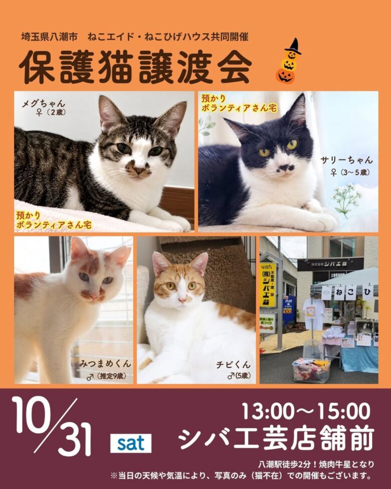 八潮駅徒歩2分で保護猫たちとの出会いを。10月31日、シバ工芸前で譲渡会開催