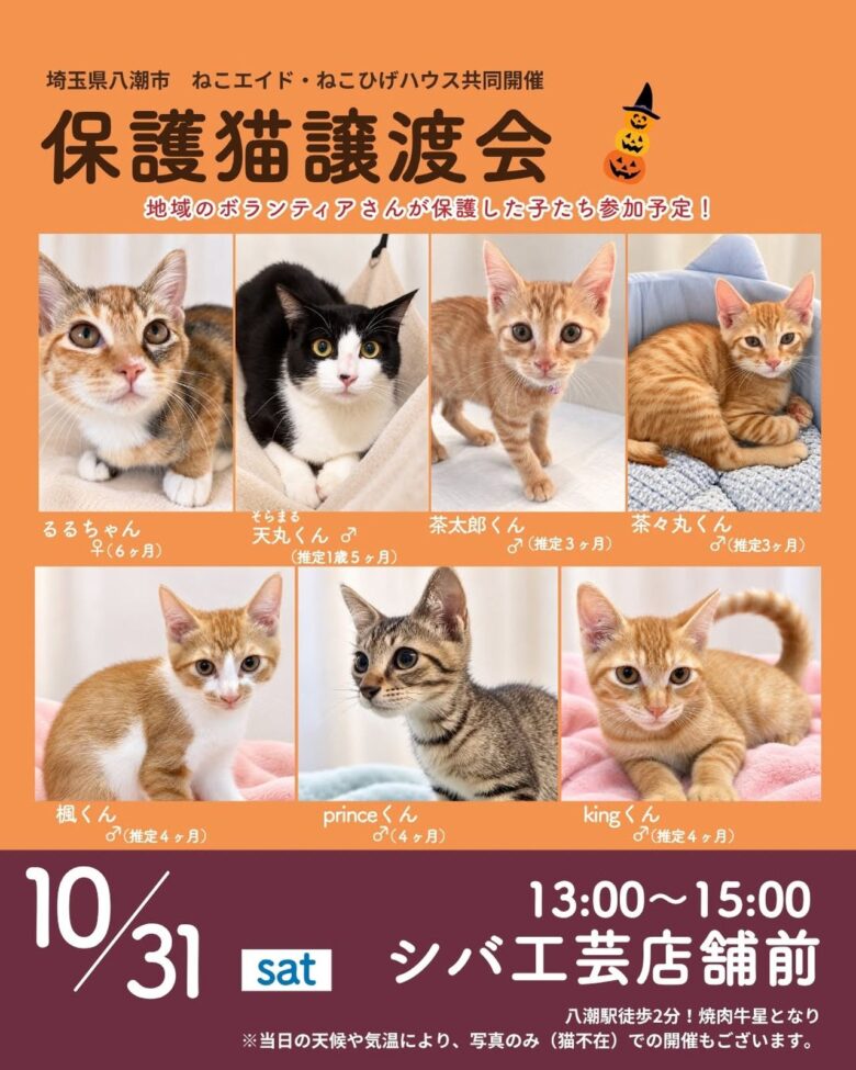 八潮駅徒歩2分で保護猫たちとの出会いを。10月31日、シバ工芸前で譲渡会開催