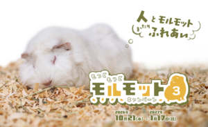 55頭から「推しモル」を探そう！足立区生物園でモルモットの魅力に出会う秋