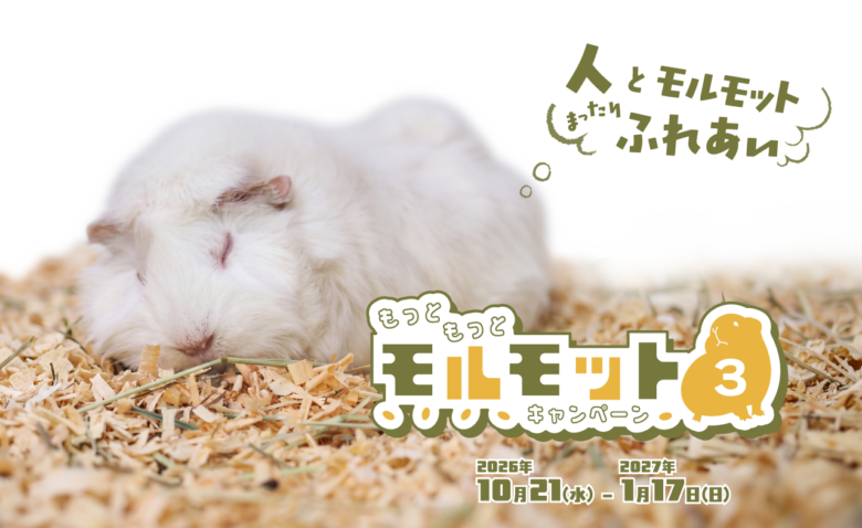 55頭から「推しモル」を探そう!足立区生物園でモルモットの魅力に出会う秋